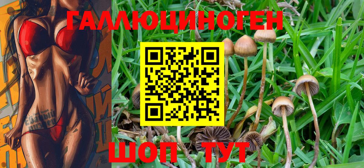 Кызыл  Псилоцибиновые грибы Psilocybine cubensis  Вход с VPN 